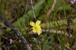 Grooved flax